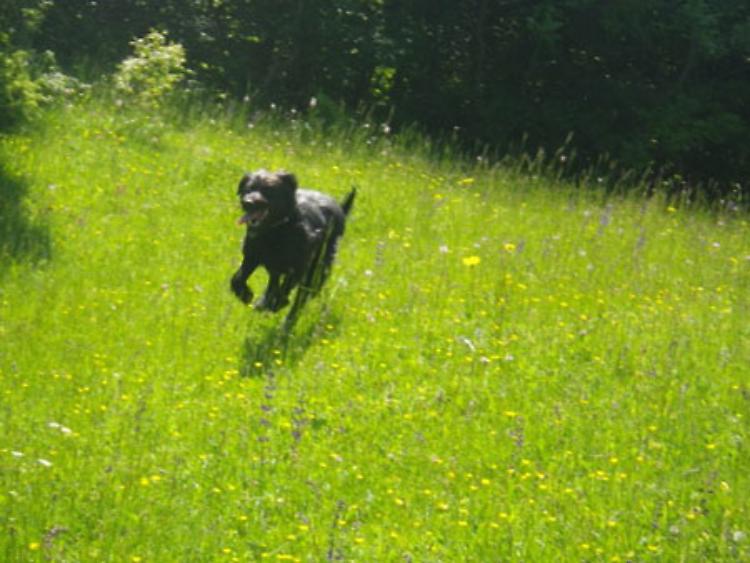Trekking Dog Day a Borgotaro (Pr)