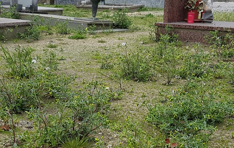 Degrado al cimitero, 'foresta' di erbacce fra le tombe