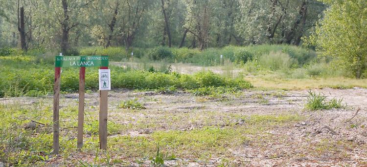 L'area naturalistica Garzaia nel Parco del Mincio