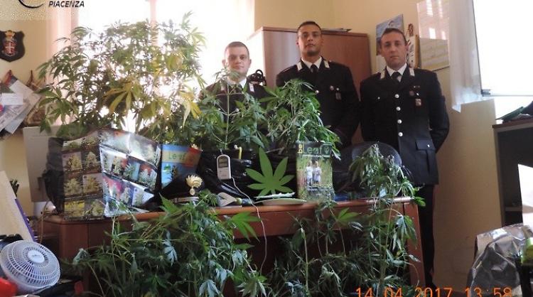 A casa del giardiniere piantagione di marijuana