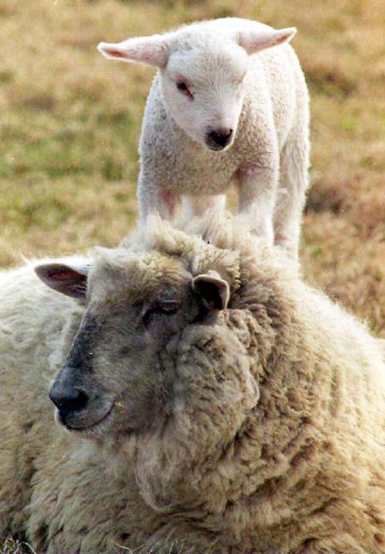 Animali, politici e Rai così si fa demagogia