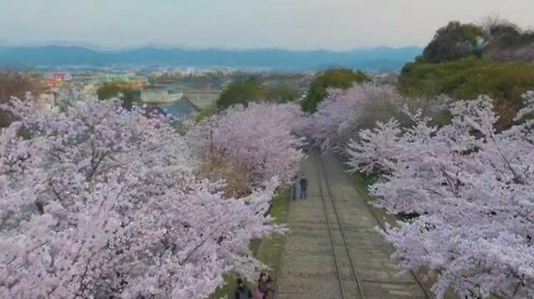 Giappone, la fioritura dei ciliegi in timelapse: le stupende immagini dal drone