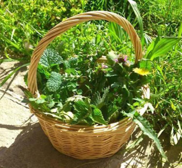 Escursione botanico-culinaria  alla ricerca di  erbe spontanee mangerecce