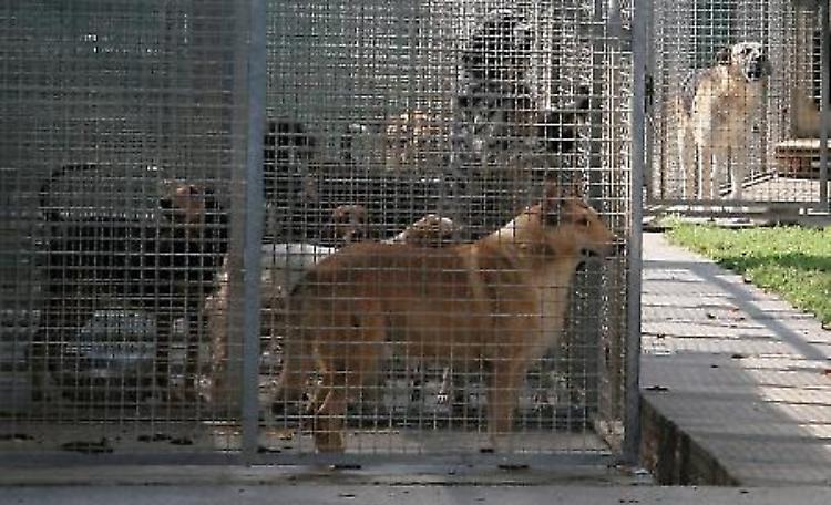 Rifugio del cane, il Comune ci ripensi - Calvatone non è la risposta corretta