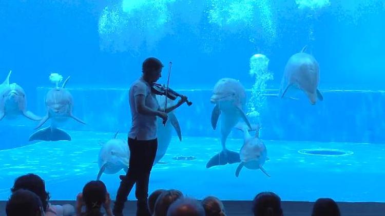 Genova, un violino nell'acquario: la danza dei delfini