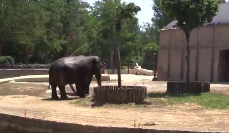Zoo di Napoli, ghiaccioli a orsi ed elefanti contro il caldo