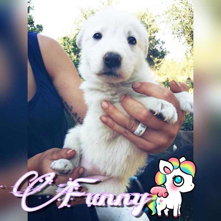 Funny, batuffolo bianco, cerca casa