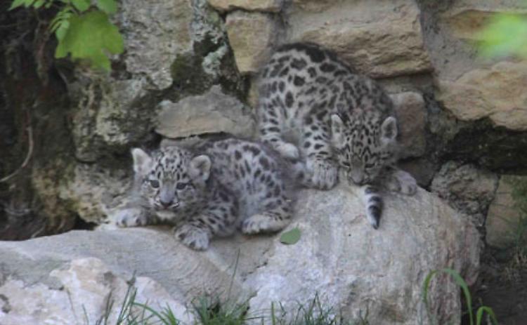 Al Parco Faunistico "Le Cornelle" sono nati due cuccioli di Leopardo delle nevi