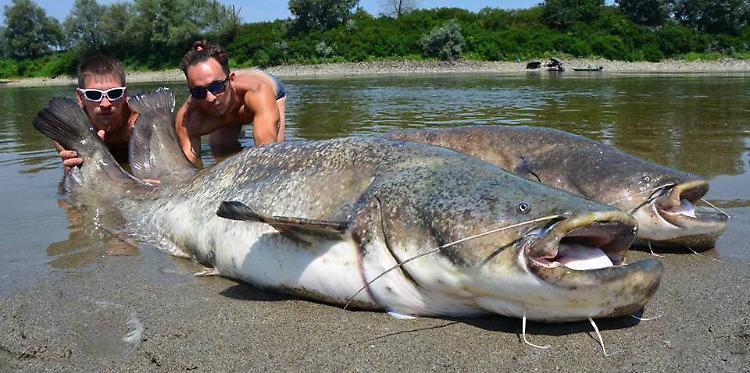 Siluri da record catturati nel Po all'altezza di Cremona