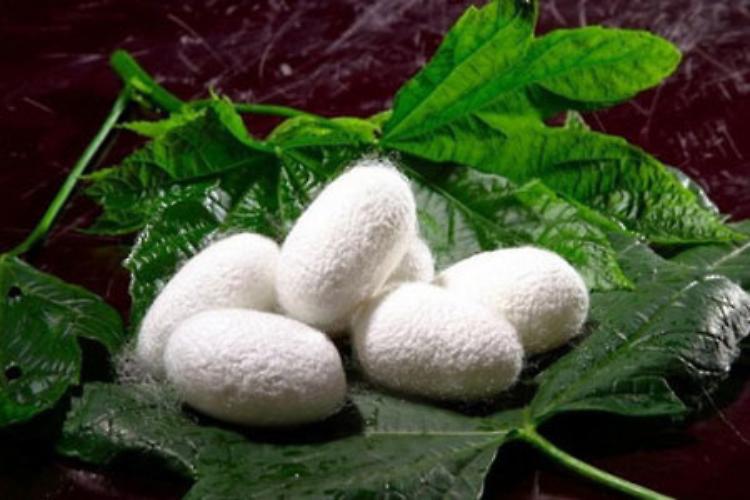 Evoluzione del cibo: farina di bachi da seta