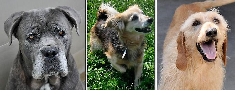 Parco Rifugio: 'Cani anziani, destino di abbandono'