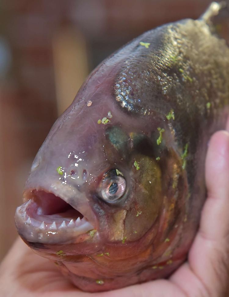 "Il piranha è morto assiderato",  esposto in procura