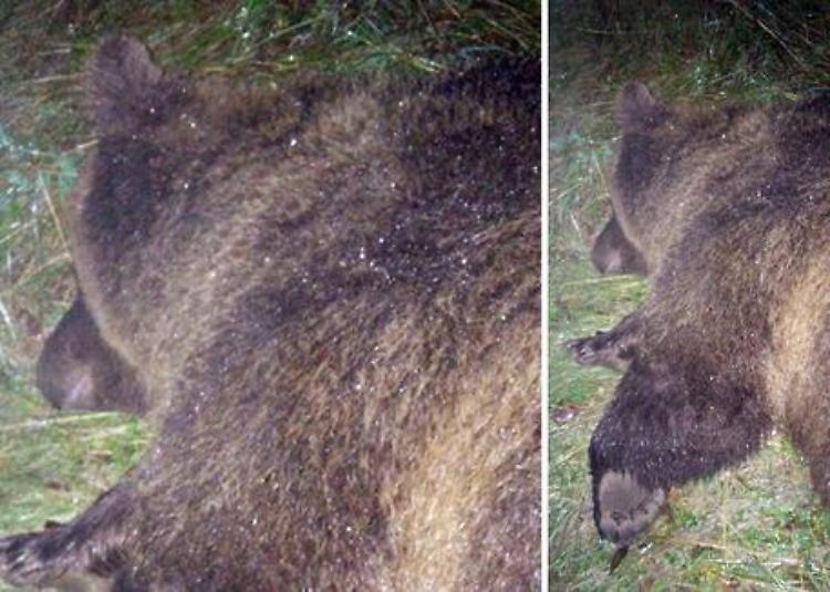 Orsa abbattuta, animalisti "sgomenti"  