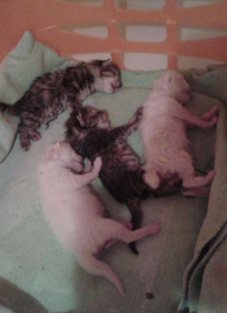 Chiusi in un sacco e gettati in un fosso, salvati quattro gattini
