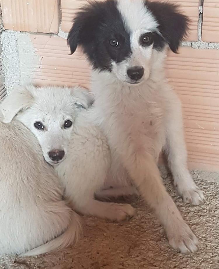 Due fratellini in cerca di casa