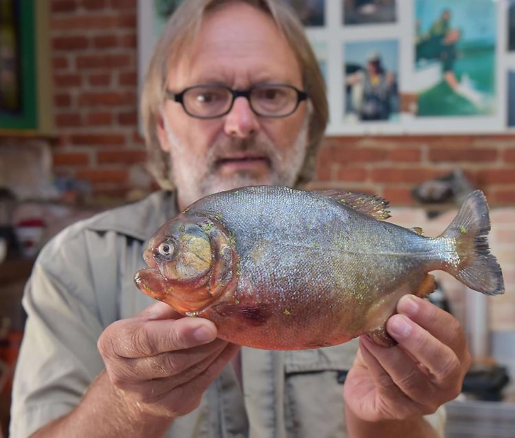 Piranha, esposto in procuraDaolio: iniziativa incredibile e assurda