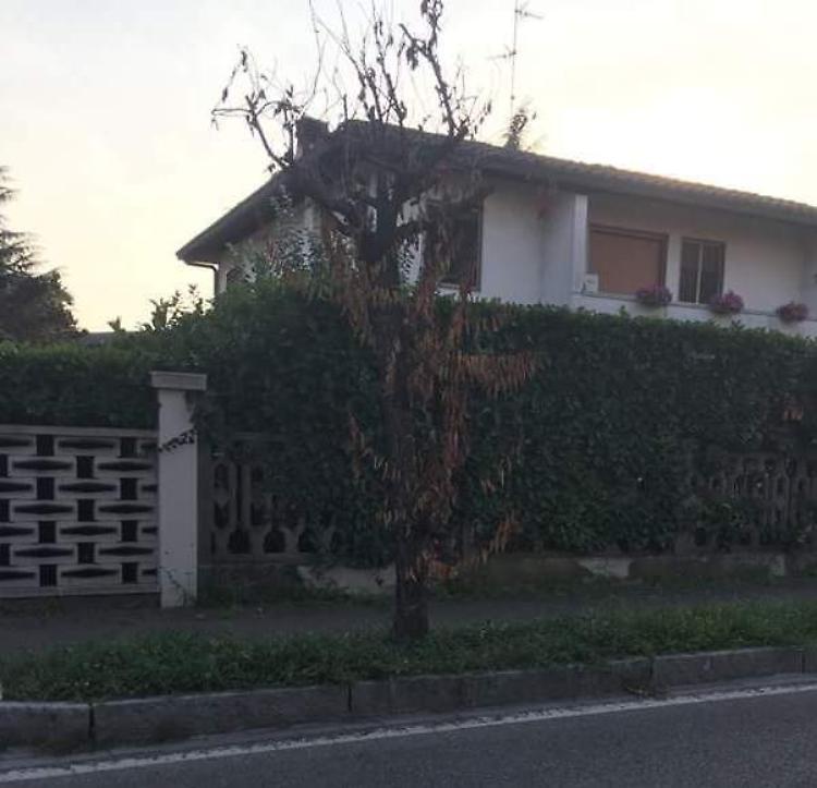 Senza a acqua, muoiono i ciliegi piantati lungo i viali