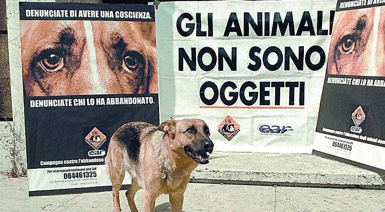 Canile al 'completo', raddoppiato il numero degli abbandoni
