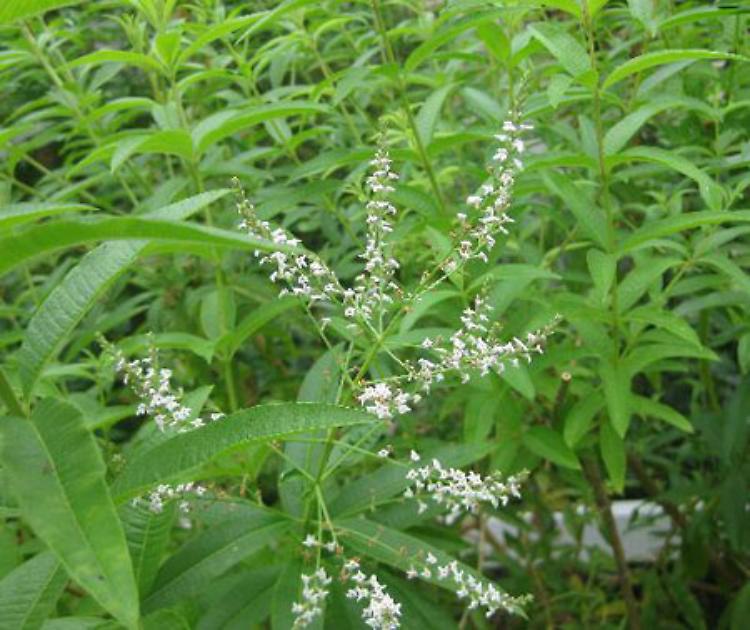 Erba Luigia, o Cedrina, o Lippia,...l'erba della Reggina