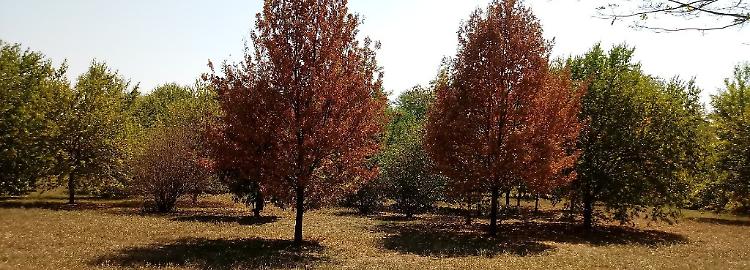 Le piante del Parco della vita muoiono di sete