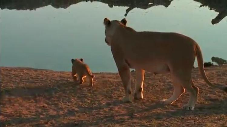 Sudafrica, la pazienza della leonessa: il cucciolo non si allontana dall'acqua 
