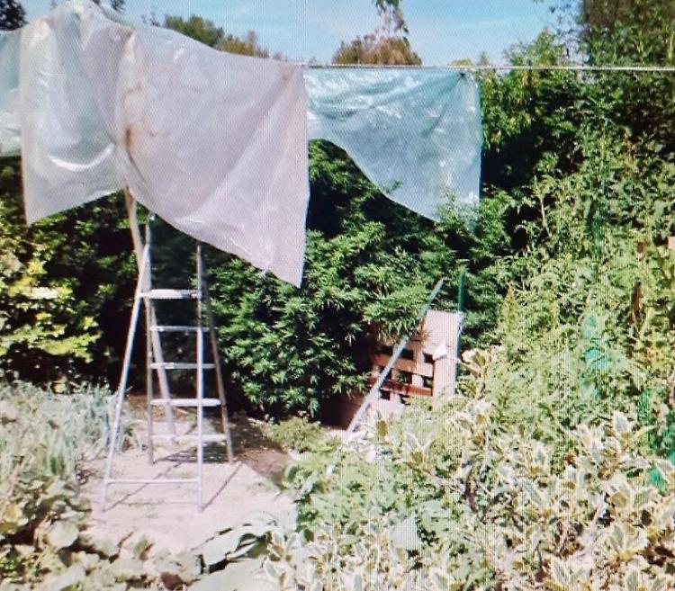 Monticelli, sotto la serra piantagione di marijuana