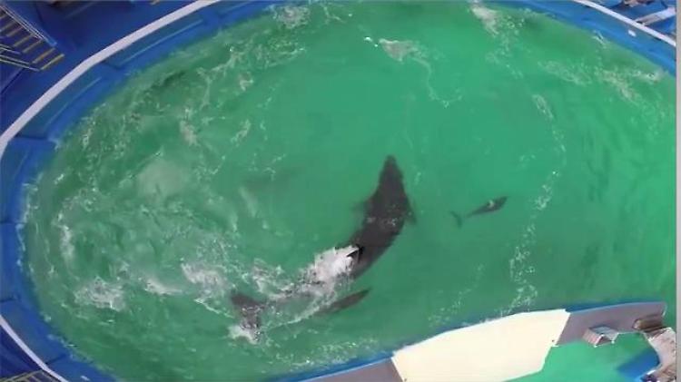 Lolita, l'orca lasciata a Miami in balia dell'uragano Irma