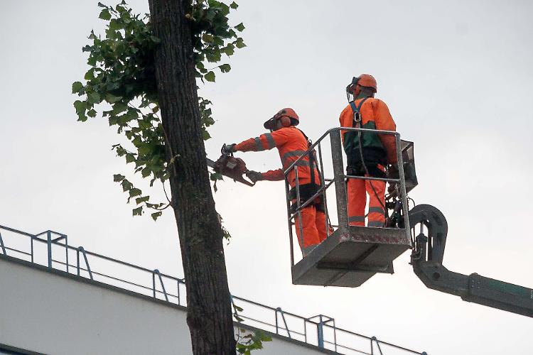 Piazzale stazione, è iniziato il taglio dei tigli 