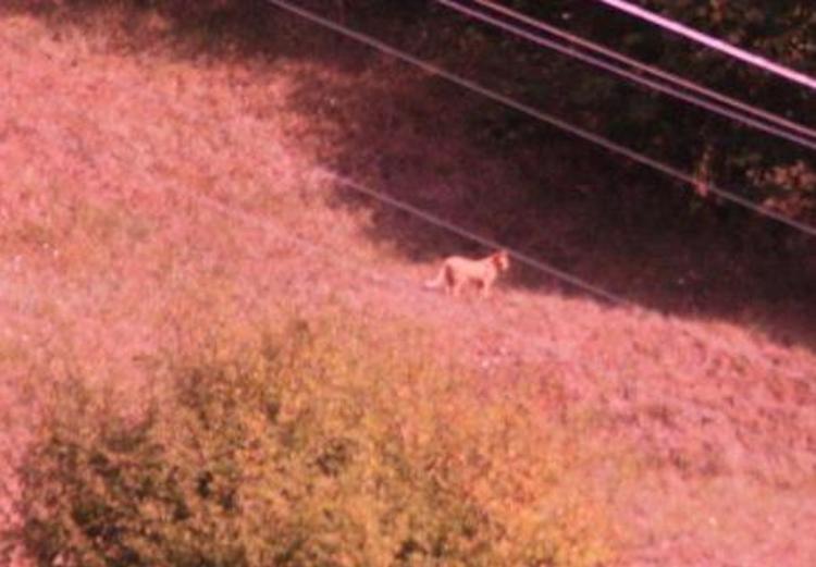Grosso felino in Val d'Aveto: c'è chi sostiene sia un puma, allerta per fungaioli e turisti