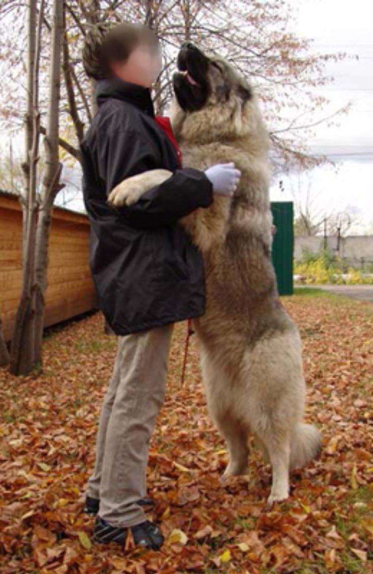 Maxi cane scappa e attacca: paura al parco