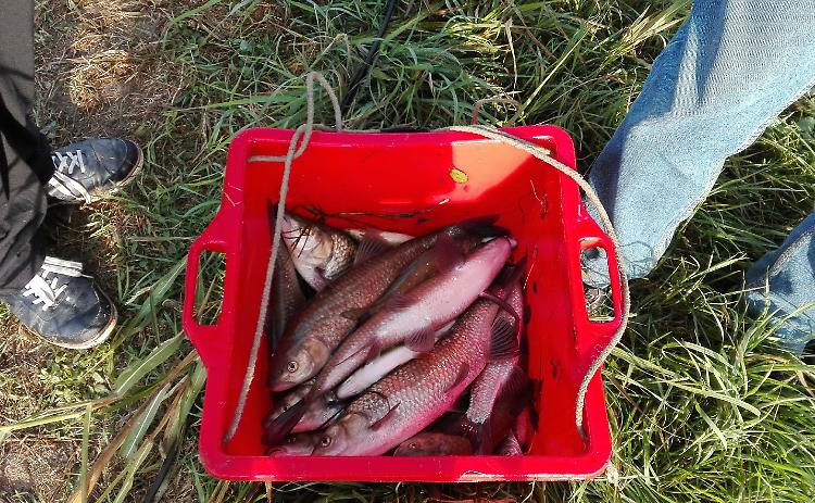 Nel Ciria più di 300 siluri, allarme per i canali