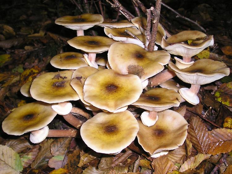 Funghi, tre casi d'intossicazione a Cremona e Crema