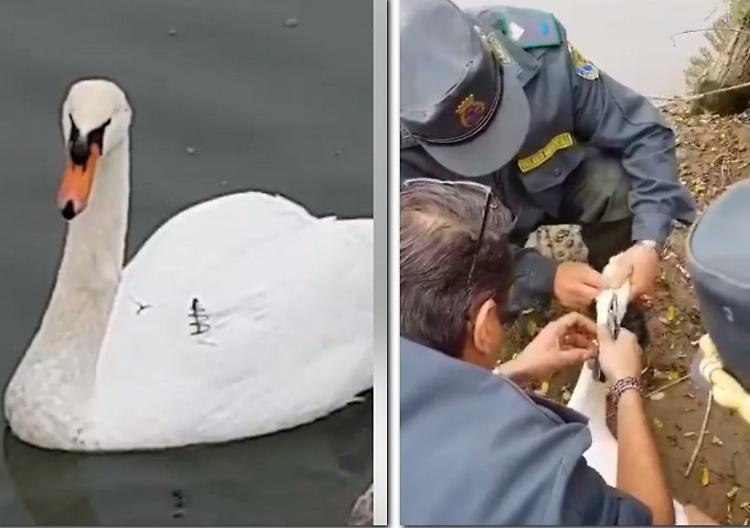 Mamma-cigno ferita dagli ami, task force per il salvataggio
