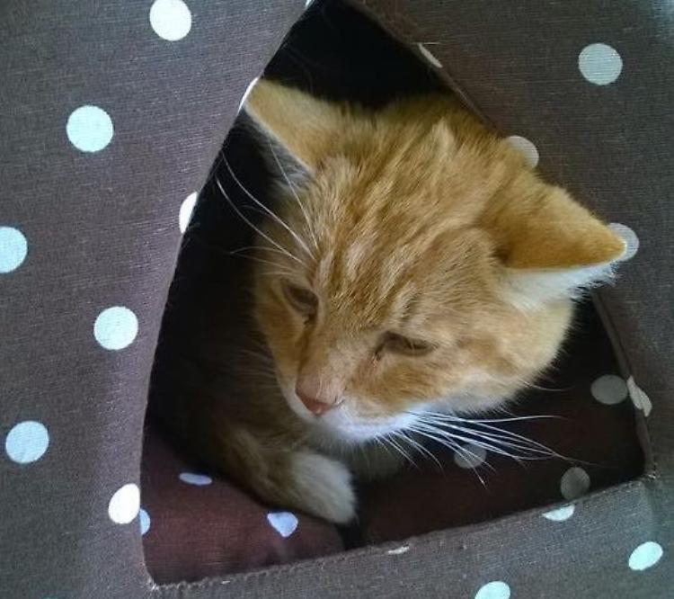 Undici gatti avvelenati a morte
