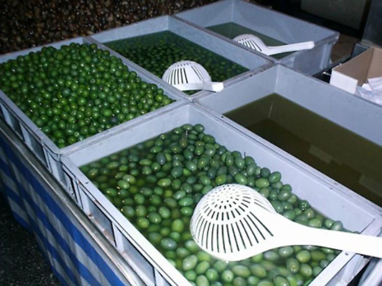 55? edizione della “Sagra dell’ulivo e dell’olio”