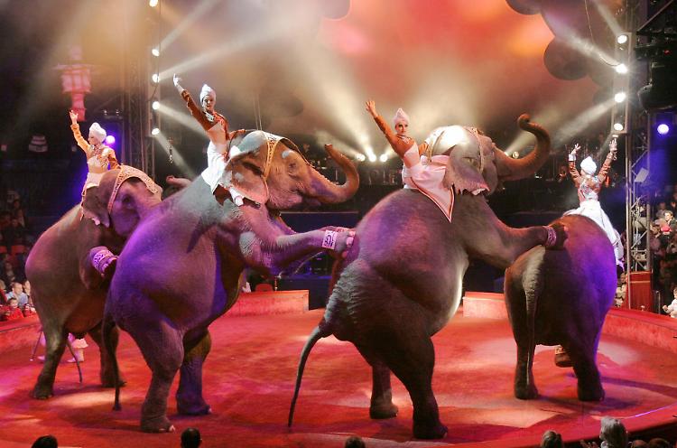 "Boicottare il circo", ma il sindaco difende il Kino