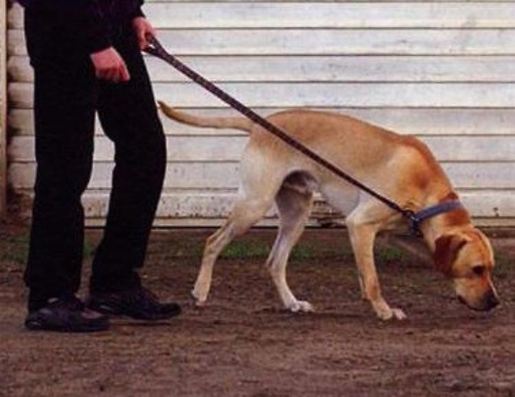 Meticcio sbranato da un altro cane davanti al padrone