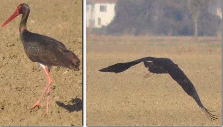 Specie rarissima, avvistata una cicogna nera