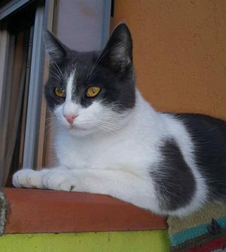Coccolo, il gatto girolone, è scomparso dal 17 novembre