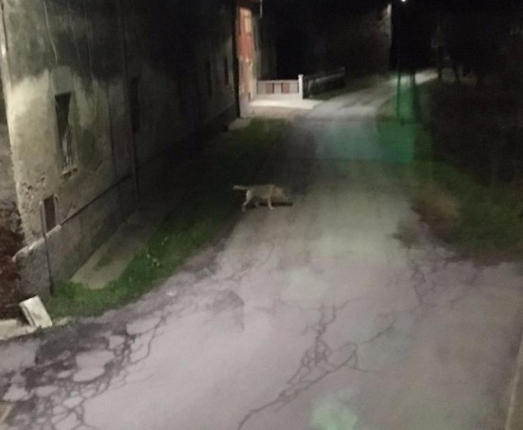 Avvistato un lupo tra le case