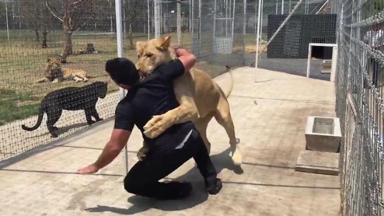 Messico, l'abbraccio della leonessa all'uomo che l'ha adottata