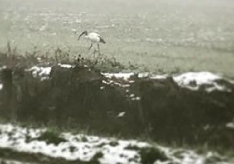 Ibis sacro, avvistata coppia lungo la Melotta