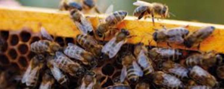 L'Ape Nera Sicula: amica della nostra salute