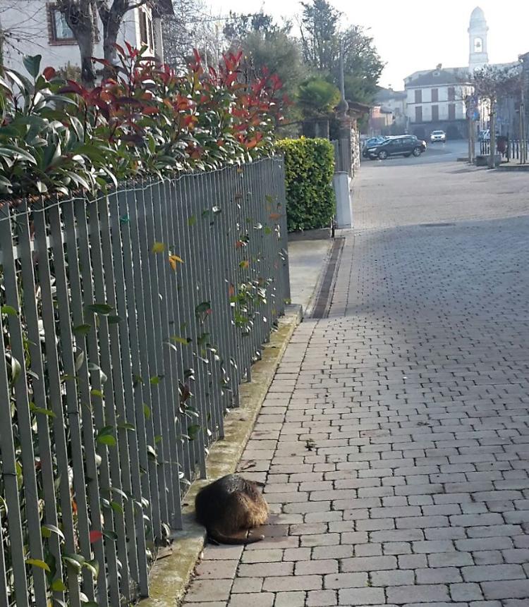 Dopo il cinghiale, nutria nel centro di Piadena