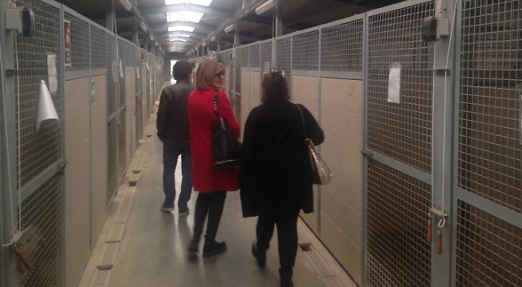 Canile, servizio affidato ad Anpana e aggiudicati i lavori per l'area sanitaria