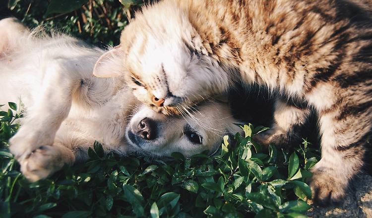 'Botti liberi in periferia, tanti animali sono a rischio'