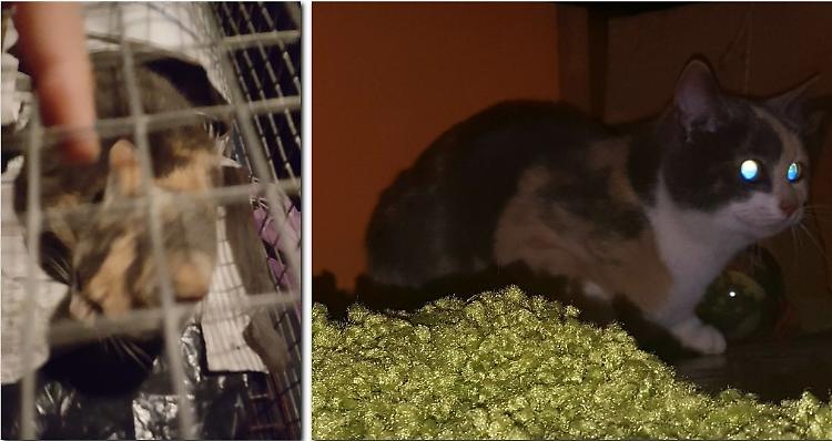 Gatti lasciati al gelo, volontari e animalisti in aiuto
