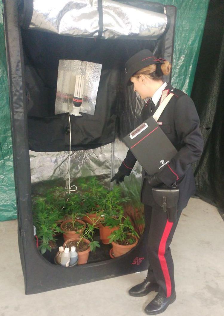 In casa una serra di marijuana