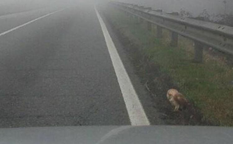 Barbagianni ferito, il tam tam sulla rete lo salva