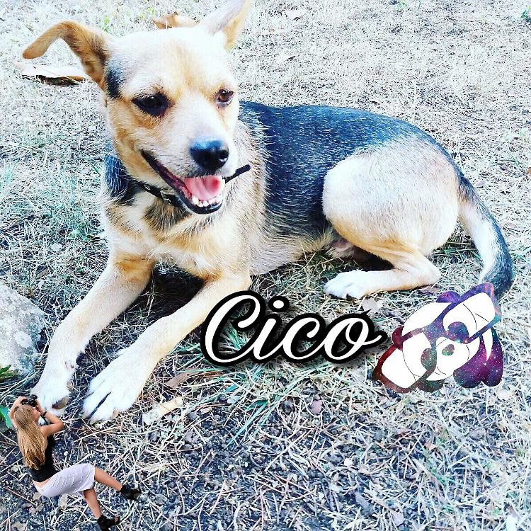 Cico cerca casa